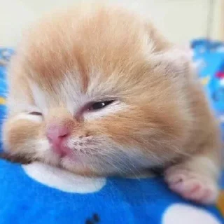 Telegram sticker 🐱 Больше стиков тут: @stikery4