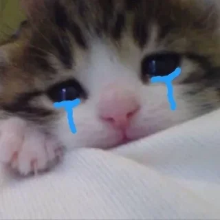 Video sticker 🐱 Больше стиков тут: @stikery4