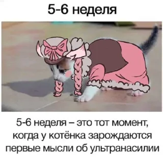 Video sticker 🌟 Сладкие пупсики :: @fStikBot