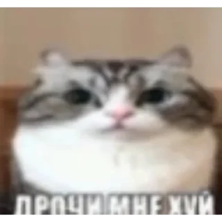 Telegram sticker 😊 Хуй на руле