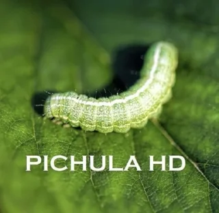 Telegram sticker 🐛 PiChuLA pack by: @Cualquiervergax