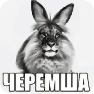 Video sticker 👍 Стикре