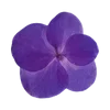 Video sticker 🤩 Фиолетовы...