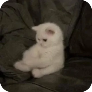 Video sticker 🐱 @y_a_ij