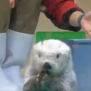 Video sticker 🎈 @buunne by @towebmbot