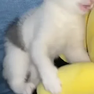 Video sticker 🎈 @buunne by @towebmbot