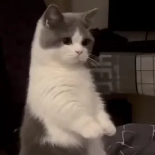 Video sticker 🎈 @buunne by @towebmbot