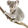 Sticker 🐨 d4nchq's emoji pack