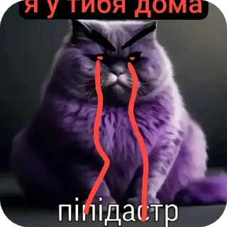 Telegram sticker 🐱 ти умрош @Qiwi_Empire @qiwiwallet2