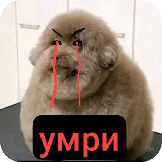 Video sticker 🧥 ти умрош @Qiwi_Empire @qiwiwallet2