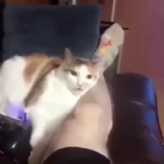 Video sticker 🐈 молочный ломтик