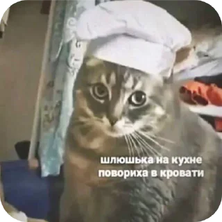 Telegram sticker 🐱 молочный ломтик