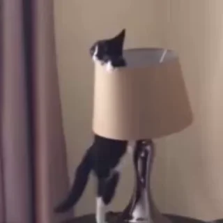 Video sticker 🤩 молочный ломтик