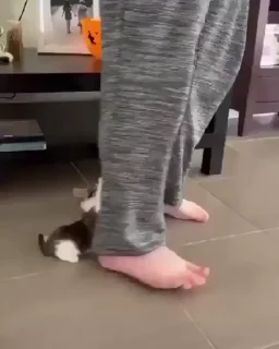 Video sticker 🐈 молочный ломтик