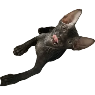 Video sticker 🐈‍⬛ Багира