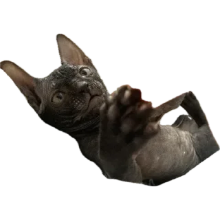 Video sticker 🐈‍⬛ Багира