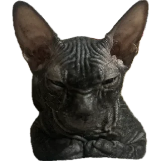 Telegram sticker 🐈‍⬛ Багира