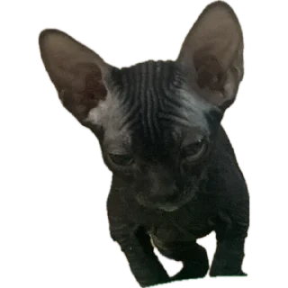 Video sticker 🐈‍⬛ Багира