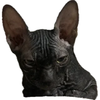 Telegram sticker 🐈‍⬛ Багира
