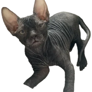 Telegram sticker 🐈‍⬛ Багира