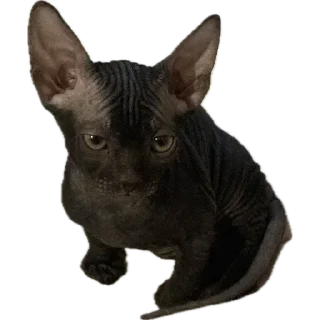 Sticker 🐈‍⬛ Багира