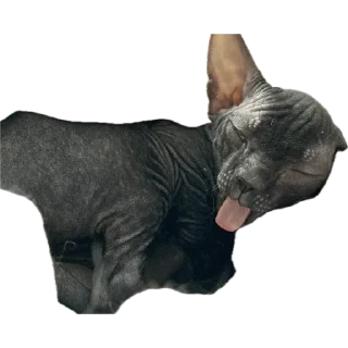Telegram sticker 🐈‍⬛ Багира
