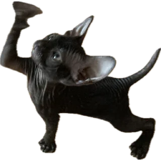 Telegram sticker 🐈‍⬛ Багира