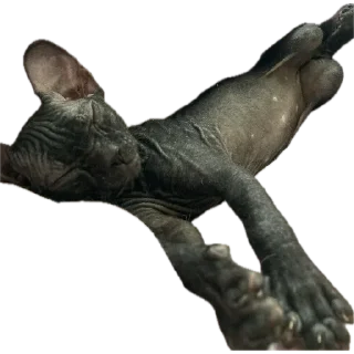 Telegram sticker 🐈‍⬛ Багира