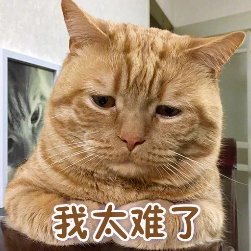 Telegram sticker 🐱 Cc stickers 2  @DOGBUYBUY