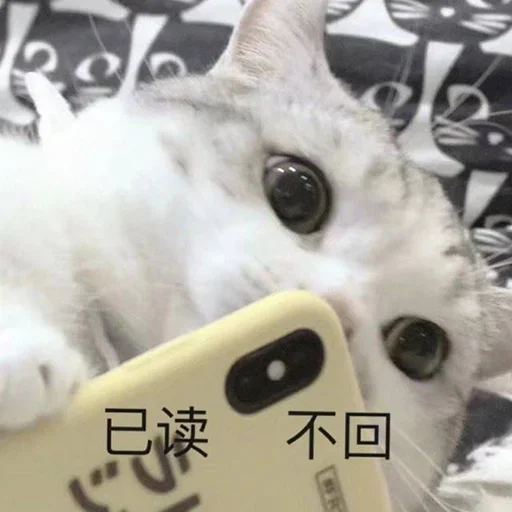 Telegram sticker 🐱 Cc stickers 2  @DOGBUYBUY