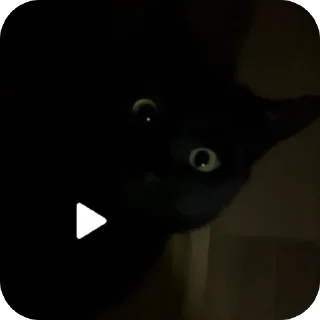 Video sticker 🧐 @sleepyslark :: @fStikBot