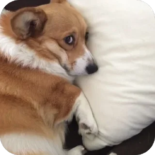 Video sticker 🫥 @sleepyslark :: @fStikBot