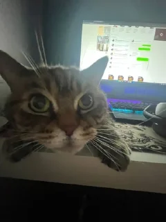 Telegram sticker 🌟 @sleepyslark :: @fStikBot