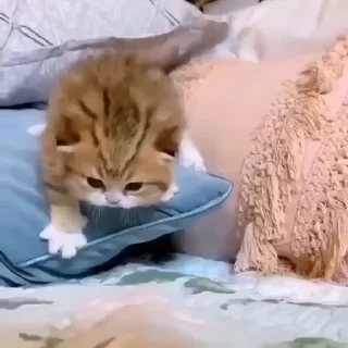 Video sticker 🥺 Больше стикеров тут: @stikery_emodzi_memy