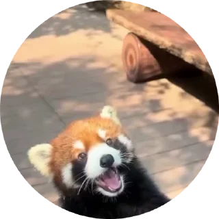 Video sticker 🐼 Красные Михаилы @PaleMurkiness