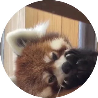 Video sticker 🐼 Красные Михаилы @PaleMurkiness