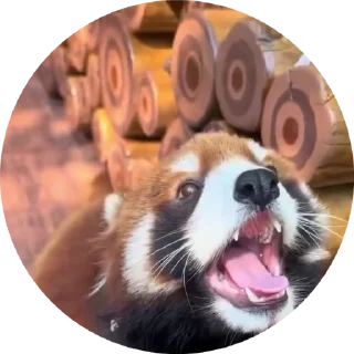 Video sticker 🐼 Красные Михаилы @PaleMurkiness