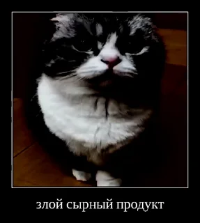 Video sticker 🤩 Memes Pack • @TgStickery