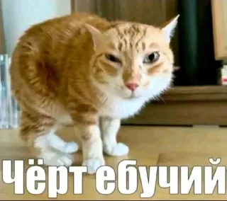Video sticker 🤩 Больше стиков тут: @stikery4