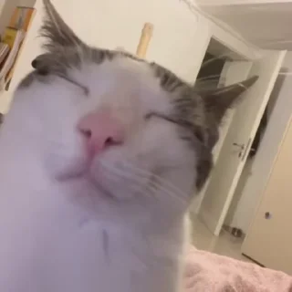 Video sticker 😪 Больше стикеров тут: @stikery_emodzi_memy