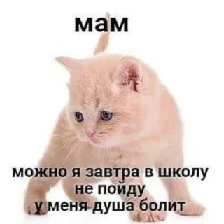 Телеграм стикер 🌟 Kirara°°      @Infahaj :: @fStikBot