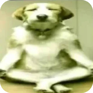 Video sticker 🐶 Irina 8б