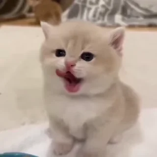 Video sticker 🌟 @dadaayaa