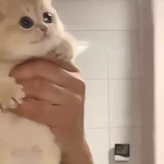 Video sticker 🌟 @dadaayaa