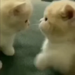 Video sticker 🌟 @dadaayaa