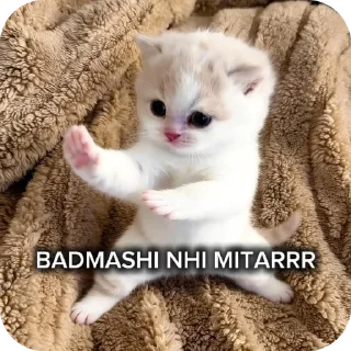 Video sticker 😤 catz