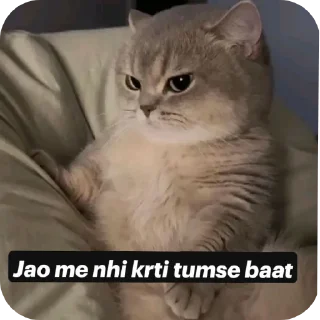 Video sticker 👍 catz