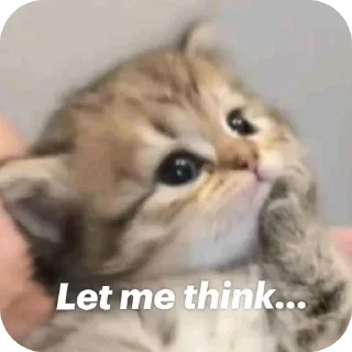 Telegram sticker 🤔 catz