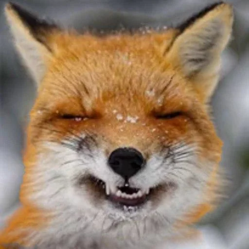 Telegram sticker 🦊 RyoDelRio