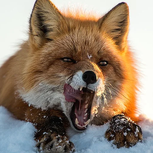 Telegram sticker 😋 RyoDelRio